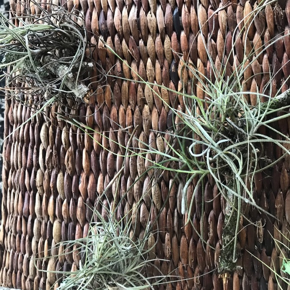 Air Plant -bundle of 10 Plants  Assorted Tillandsia - Picture 5 of 7